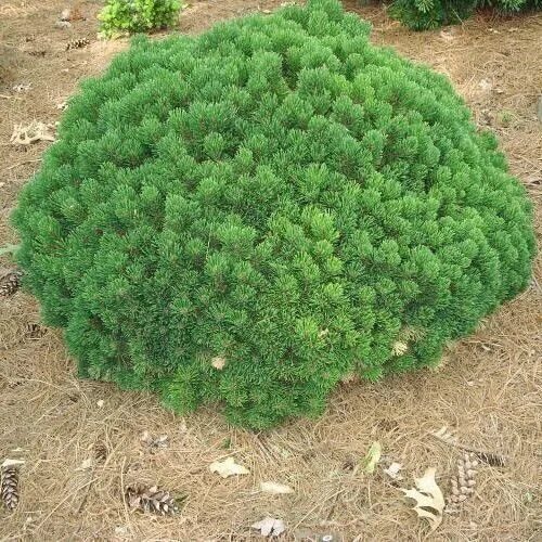 Сосна Горная Шервуд компакт. Pinus mugo 'Sherwood Compact'. Сосна Гельдрейха компакт джем. Сосна Горная Пинус Шервуд компакт.