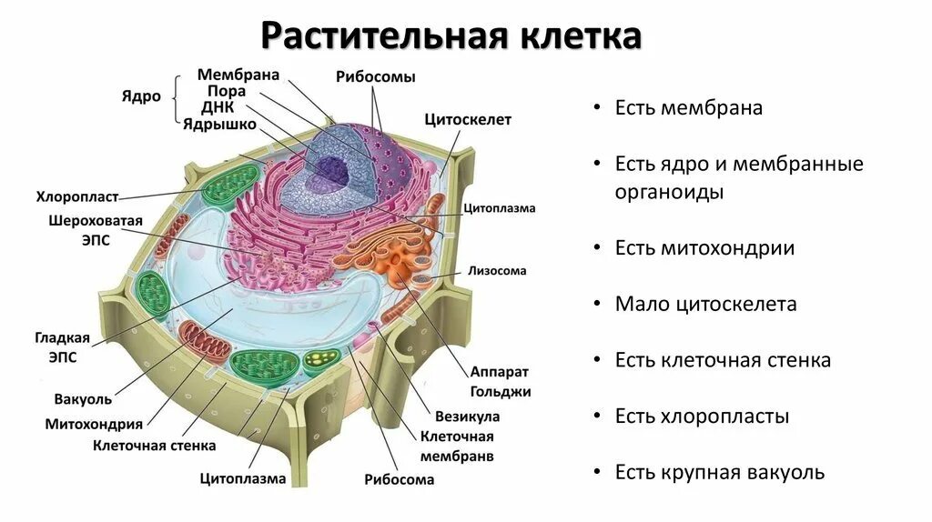 Структура биологической клетки. Строение растительной клетки 9 класс биология. Строение клетки биология 10 класс ЕГЭ. Строение растительной клетки для ЕГЭ по биологии. Органоиды растительной клетки 9 класс биология.