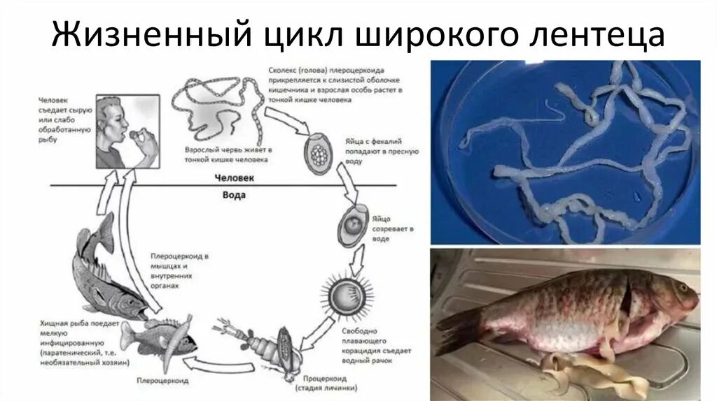 Ленточные черви широкий лентец жизненный цикл. Жизненный цикл собачьего лентеца. Жизненный цикл широкого лентеца. Широкий лентец цикл развития.