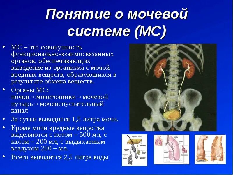 Органы мс. Функциональная анатомия мочевой системы. Функциональная анатомия выделительной системы. Анатомия органов мочевой системы презентация. Вывод мочевыделительной системы.