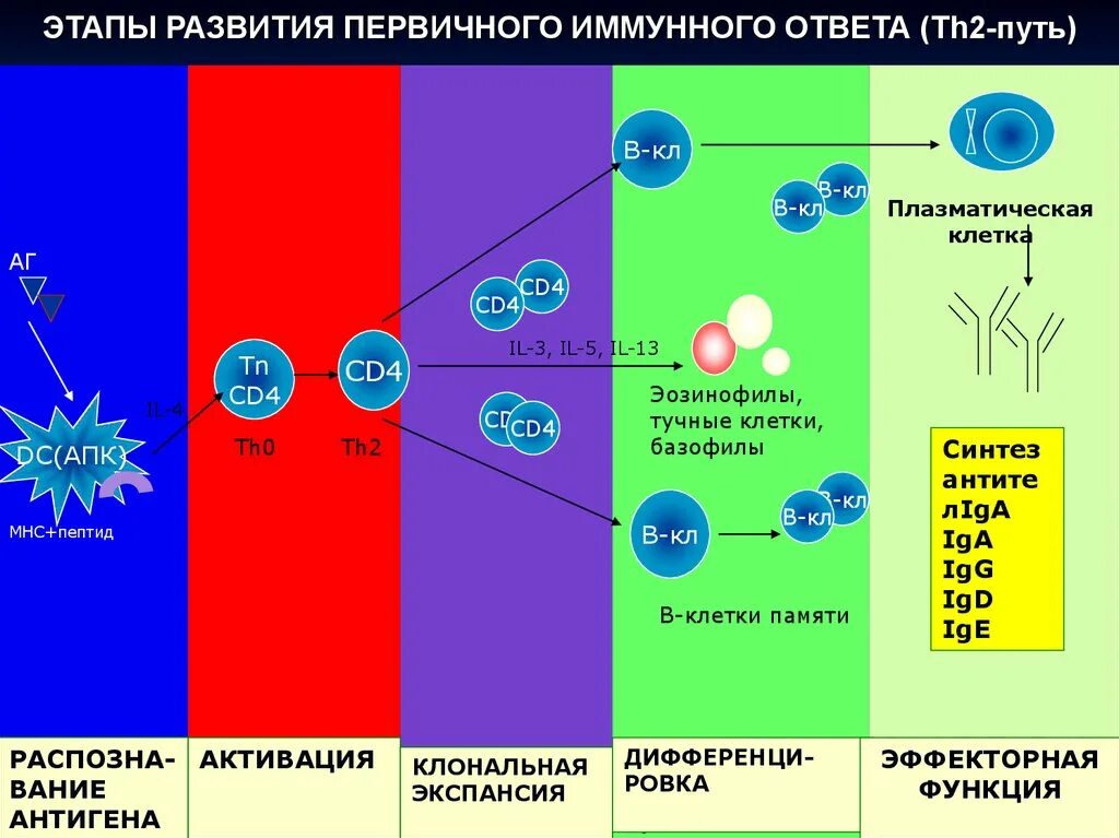 Иммунный риск. Первичный иммунный ответ иммунология схема. Стадии формирования иммунного ответа. Схема развития гуморального иммунного ответа. Этапы иммунного ответа клеточного и гуморального.