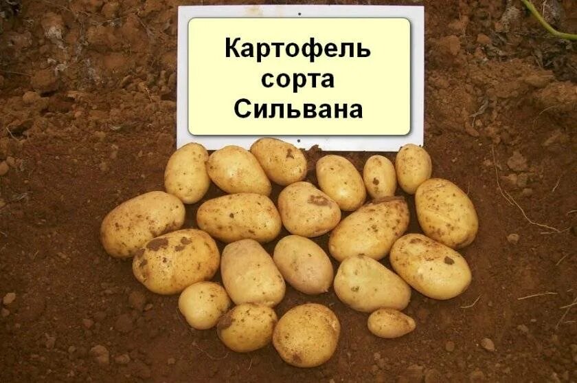 Картофель наташа описание сорта. Картошка сорт Сильвана. Сильвана сорт картофеля характеристика. Картофель сорт Сильвана. Картофель сорт Наташа.