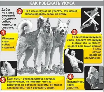 Как отбиться от собаки