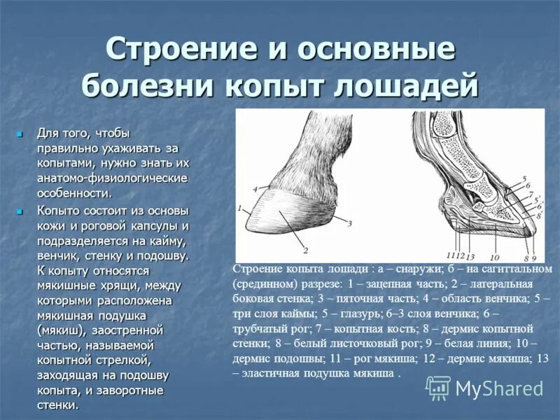 Анатомическое строение копыта лошади. Строение копыта лошади снизу. Строение копыта лошади анатомия. Строение копыта и мякишей лошади. Копытный рог