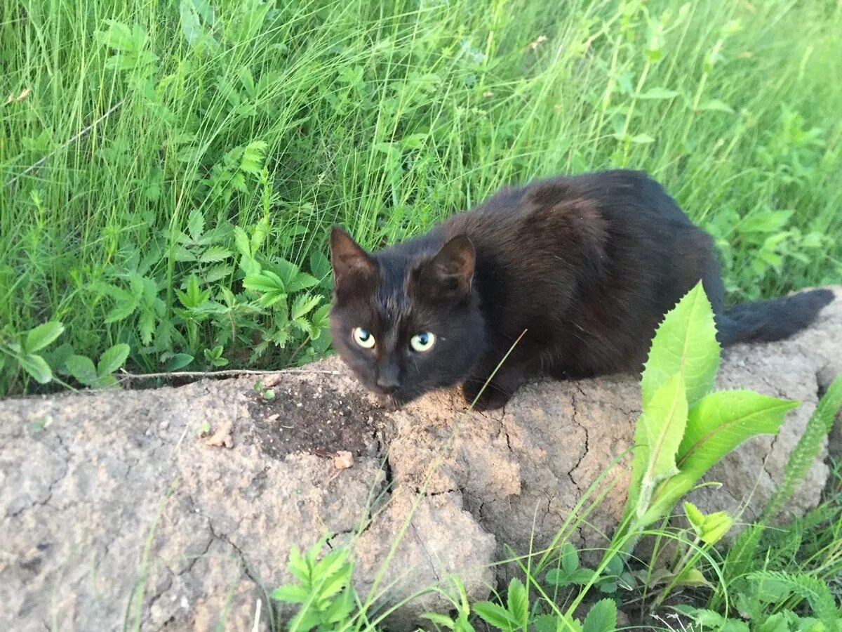 Черный котенок найти. Черный кот на даче. Черная кошка на улице. Черные кошки с коричневым подпалом.