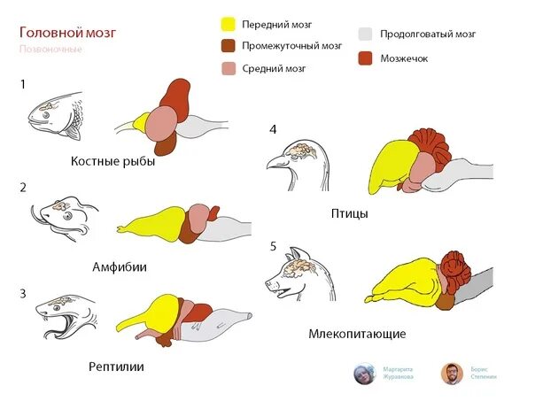 Головной мозг животных. Хордовые строение головного мозга. Эволюция головного мозга млекопитающих. Эволюция головного мозга позвоночных схема. Эволюция головного мозга млекопитающих.
