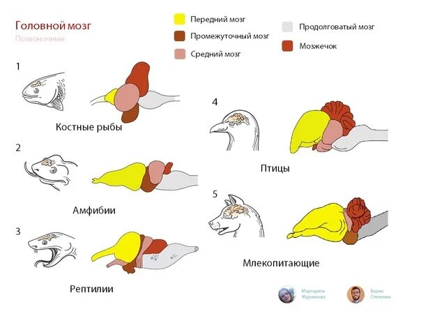 Сравнение мозга позвоночных. Эволюция головного мозга. Головной мозг позвоночных. Эволюция головного мозга позвоночных. Эволюция головного мозга млекопитающих.