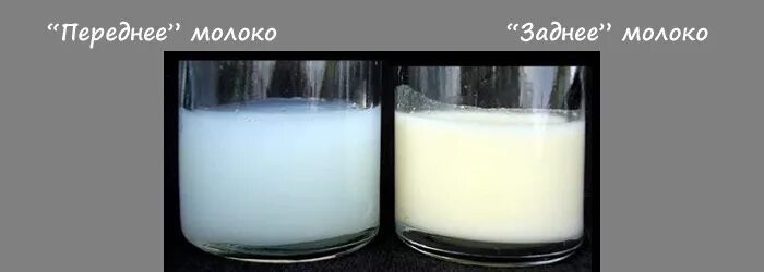 Молозиво переднее молоко заднее молоко. Переднее и заднее молодуо. Переднее итзаднее полоко. Perednee i zadnee Moloko.