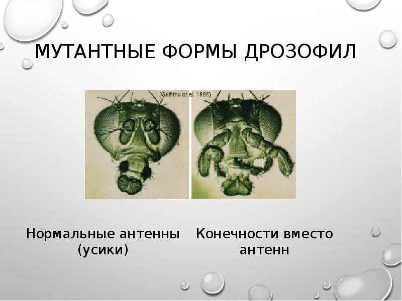Лабораторная работа мутации дрозофилы 10 класс. Антенны дрозофилы. мутантные формы дрозофил. нормальные и нормальные формы дрозофил. сравнение нормальных и мутантных форм дрозофил.