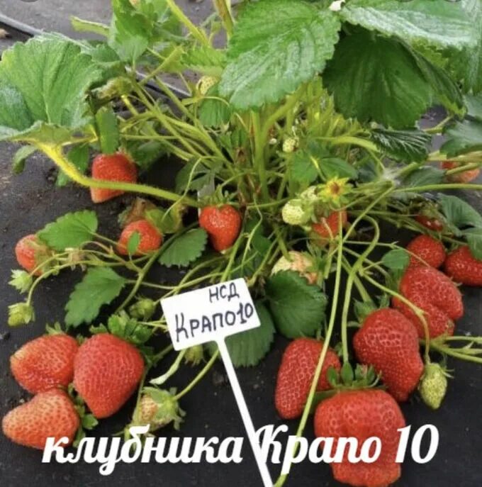Сорт клубники ремонтантной фото корень Садовый инвентарь