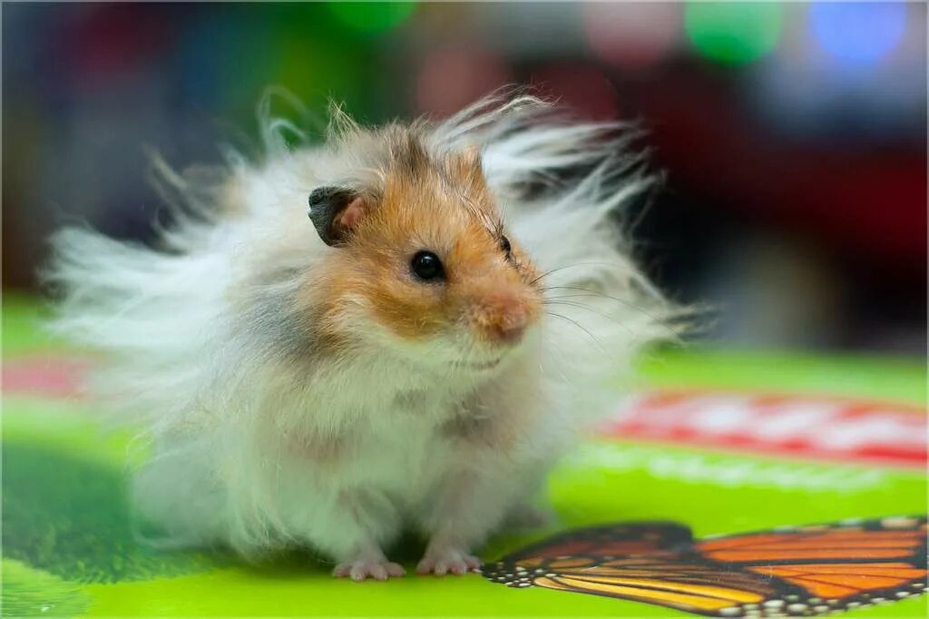 хамстер 24 июня. картинки на рабочий стол хомяк. хомячок эверсманна. полевой хомяк. хомяк фото.