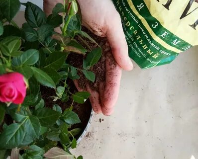 Как пересадить домашнюю розу после магазина
