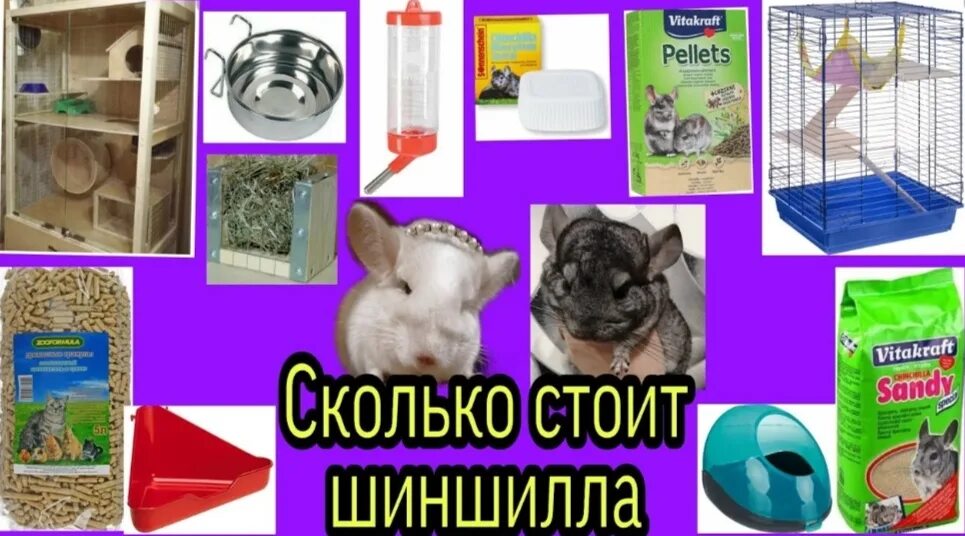 Что нужно для шиншиллы. Рацион шиншиллы. Сколько стоит завести шиншиллу. Что надо приобрести для шиншилл.