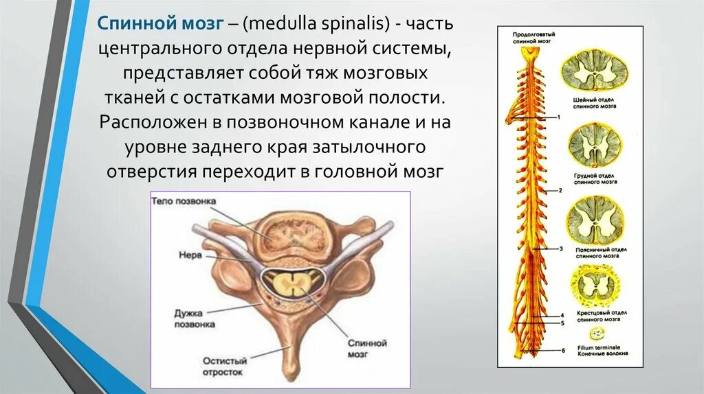 Центральный отдел нервной системы спинной мозг. ЦНС спинной мозг. Спинной мозг Medulla spinalis. Спинной мозг в позвоночном канале анатомия. Расположение спинного мозга в позвоночном канале.