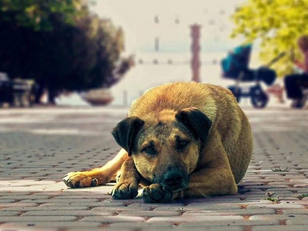 Бездомные животные. Бездомные собаки. Бездомный щенок. Красивый Бездомный пес.