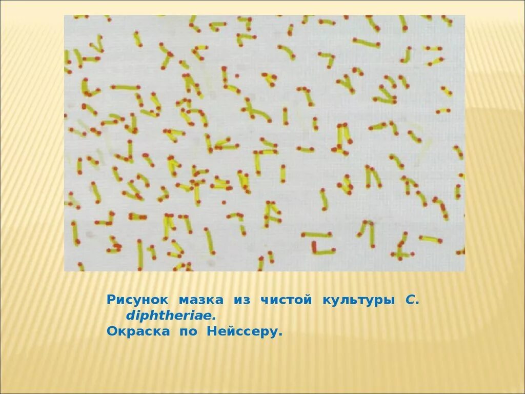 Ожешко микробиология