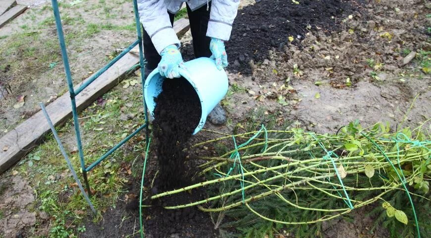 Подготовка роз к зиме в подмосковье. Окучивание и укрытие роз. роза плетистая окучивание. пригибание роз на зиму. окучивание роз на зиму.