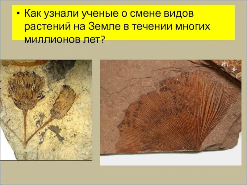 Когда появились 1 растения. Первые растения на земле. растения сколько лет назад появились. как учёные узнают о том что происходило на земле миллионы лет назад. как учёные узнают о прошлом земли.