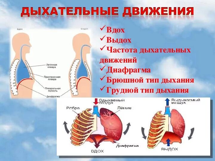 Вдох выдох выдох впр. Дыхательная система человека механизм вдоха и выдоха. Механизм вдоха и выдоха 8 класс биология. Дыхательные движения схема вдох выдох. Механизм дыхания человека схема.