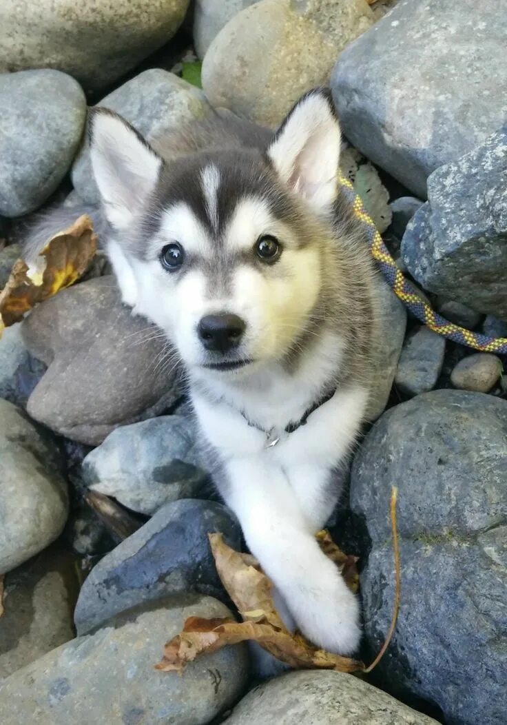 Хаски помски. Сибирский хаски смесь. Смесь хаски и лайки щенки. Маламут. Помски f1.