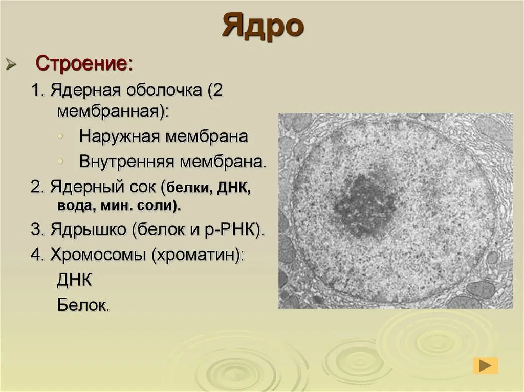 Ядерная оболочка ядерный сок ядрышко хроматин. Ядро и ядрышко. Ядро клетки 10 класс. Строение ядра 10 класс. Ядро имеет три ответа