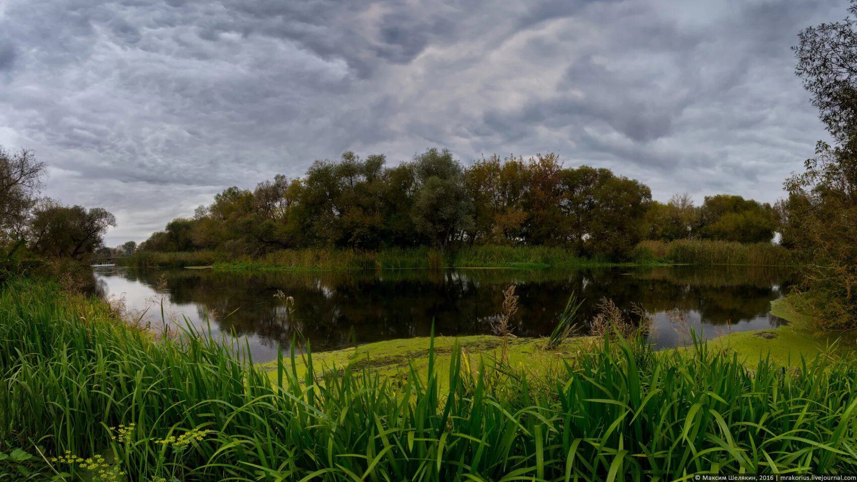 Река Тихая сосна Алексеевка. Река Тихая сосна Белгородской области Алексеевка. Река Тихая сосна Острогожск. Река Тихая сосна Воронежская. Время тихая река