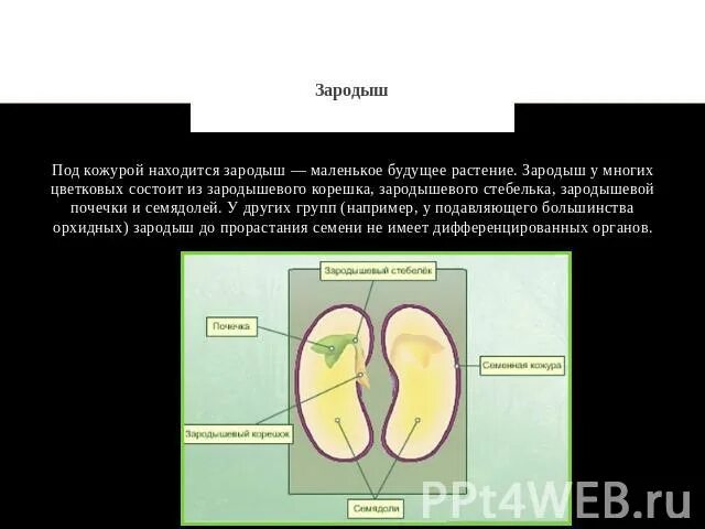 Корешок зародыша растения. Зародышевый корешок и зародышевая почечка. Семядоли и почечку. Почечка растения зародыша. Что кроме зародыша и семенной кожуры находится