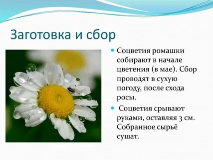 Ромашка полезные свойства и противопоказания