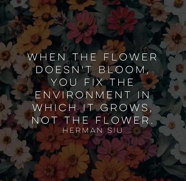 When a Flower doesn't Bloom, you Fix the environment in which it grows, not the Flower. When the Flowers Bloom. Цветы дом Эстетика. You the Flowers песня.