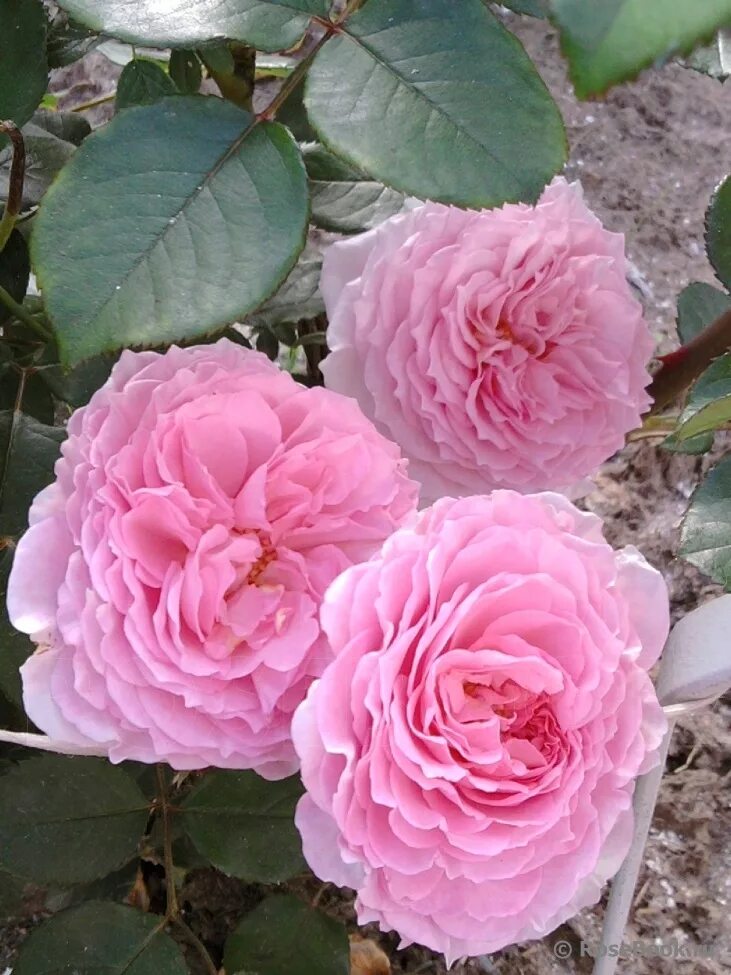 Шрабы. Шрабы. Шрабы. Шрабы. Розы шрабы бельведер.