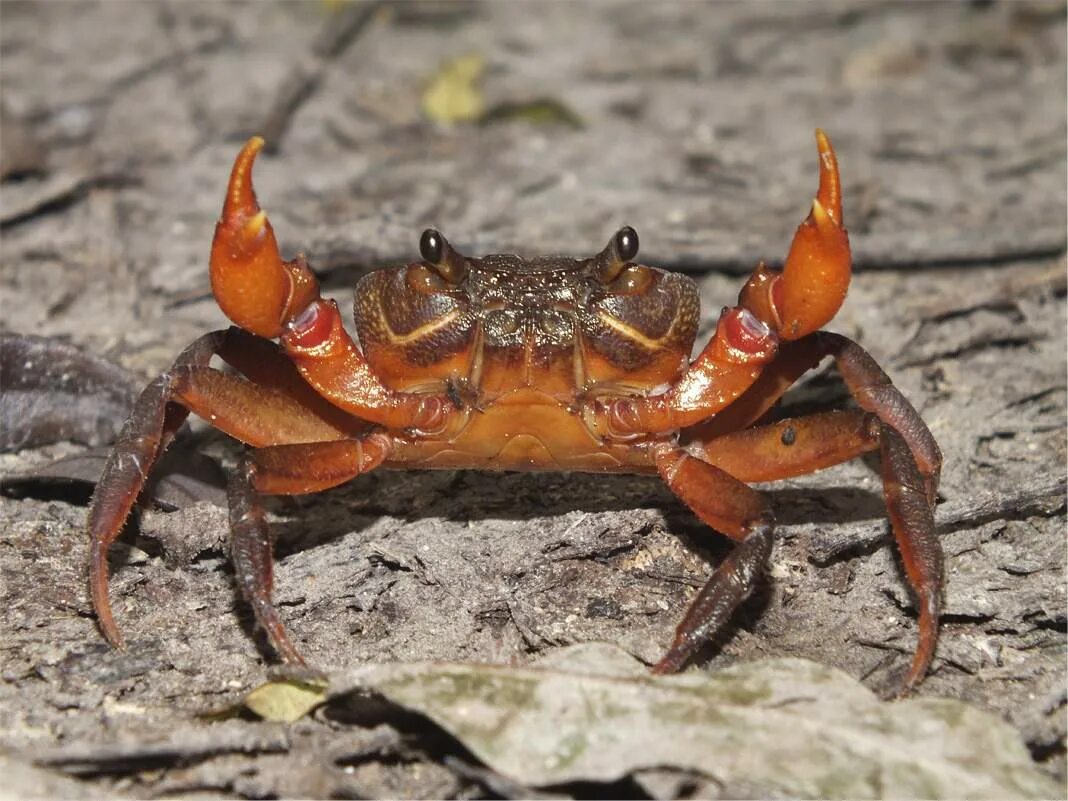 Приснился краб. Краб субтропиков. Potamon potamios. Пресноводный краб. Речной Крабик.