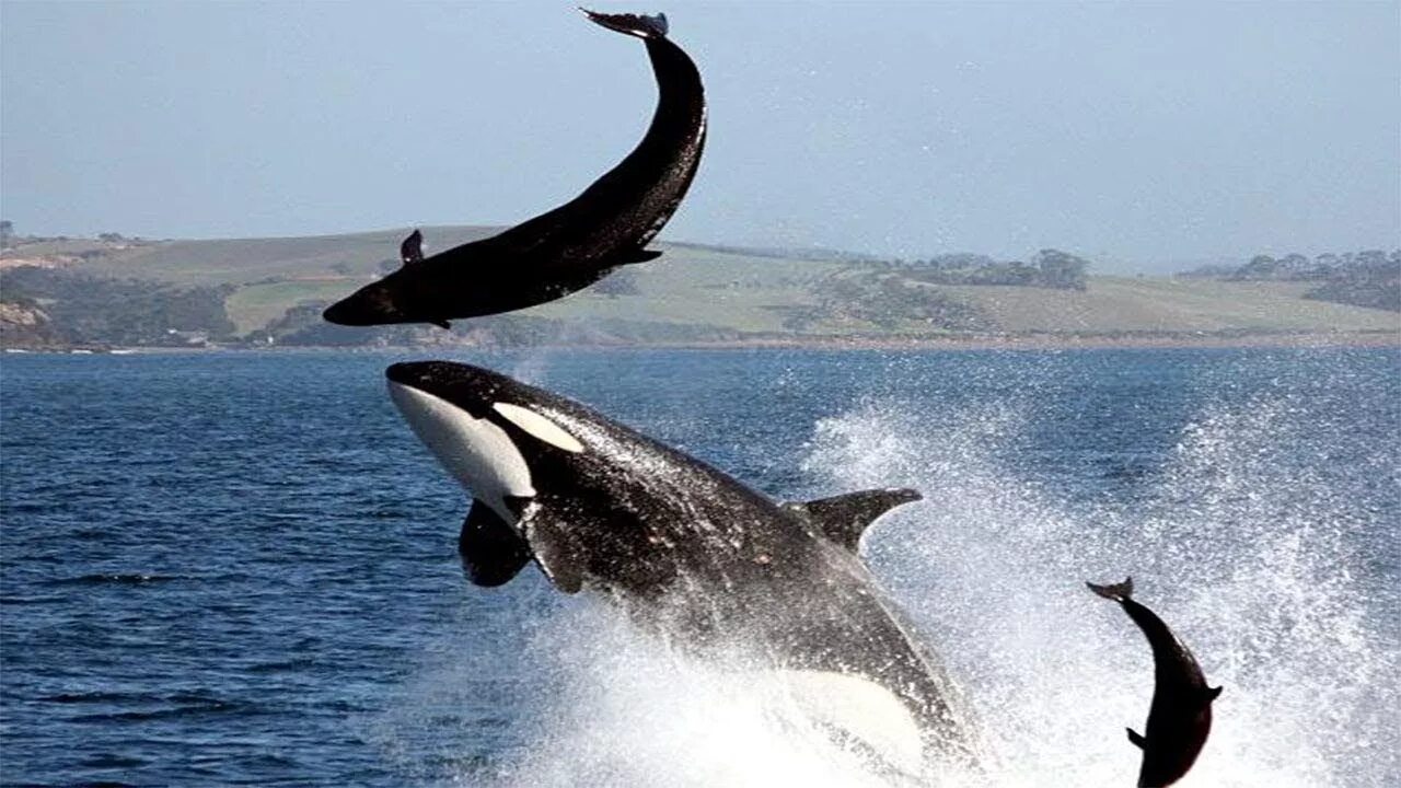 Касатки документальный. Касатка хищный Дельфин. Кит акула Касатка Дельфин. Касатка охотится на кита. Касатка охота на кита.