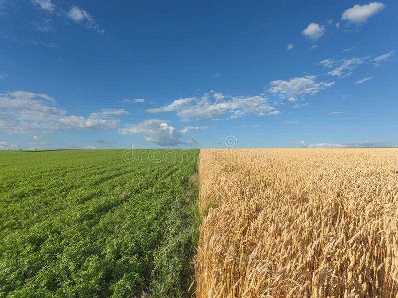 Три поля. Пшеница и Клевер. Поле продается 6га. Клевер день поля. Поле пшеница Клевер пикник.