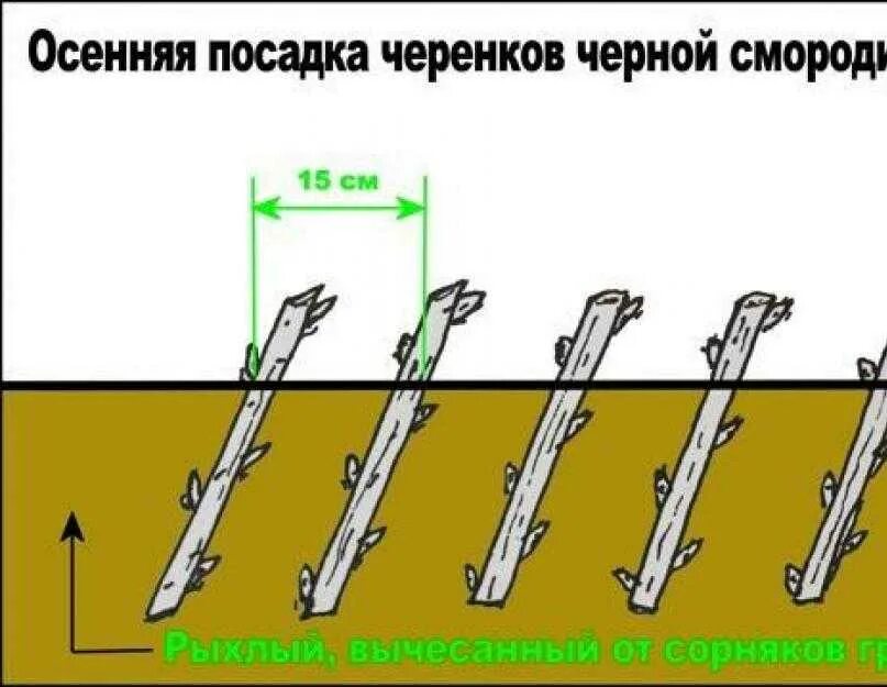 Как сажать черную смородину