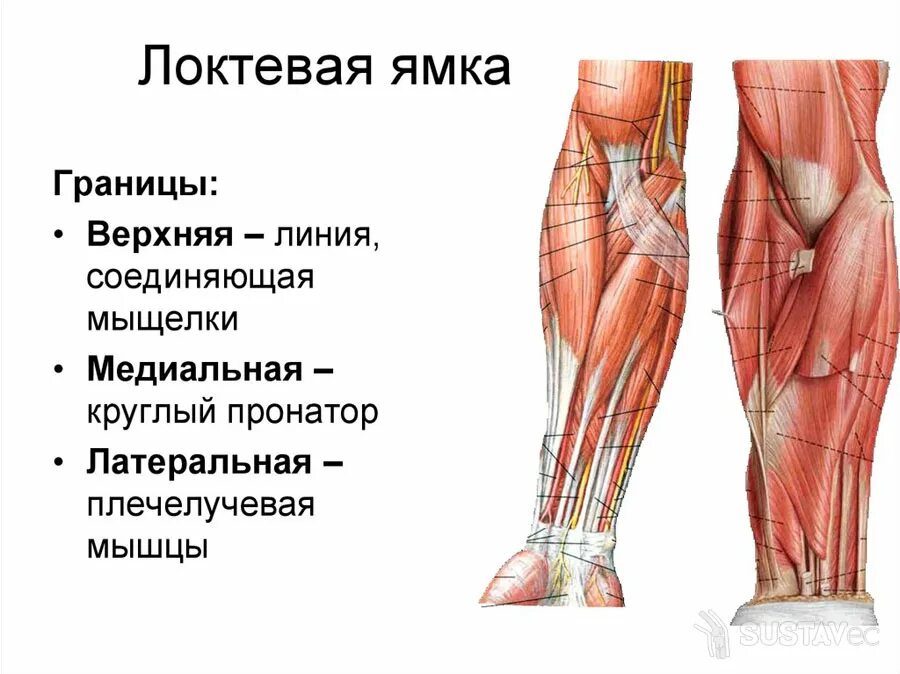 локтевая ямка топография содержимое. локтевая ямка границы содержимое. локтевая ямка топографическая анатомия. локтевые борозды топография. топографическая анатомия локтевой области сосудисто нервные пучки.