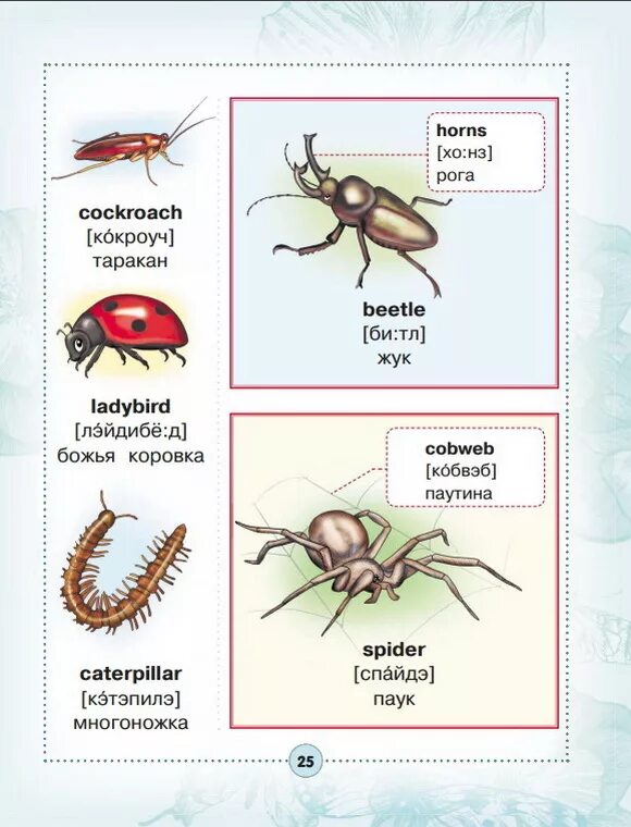 транскрипция слова паук на английском. сочинение про человека паука. мифы и легенды о пауках. паучок рисунок для детей. паучок для детей.