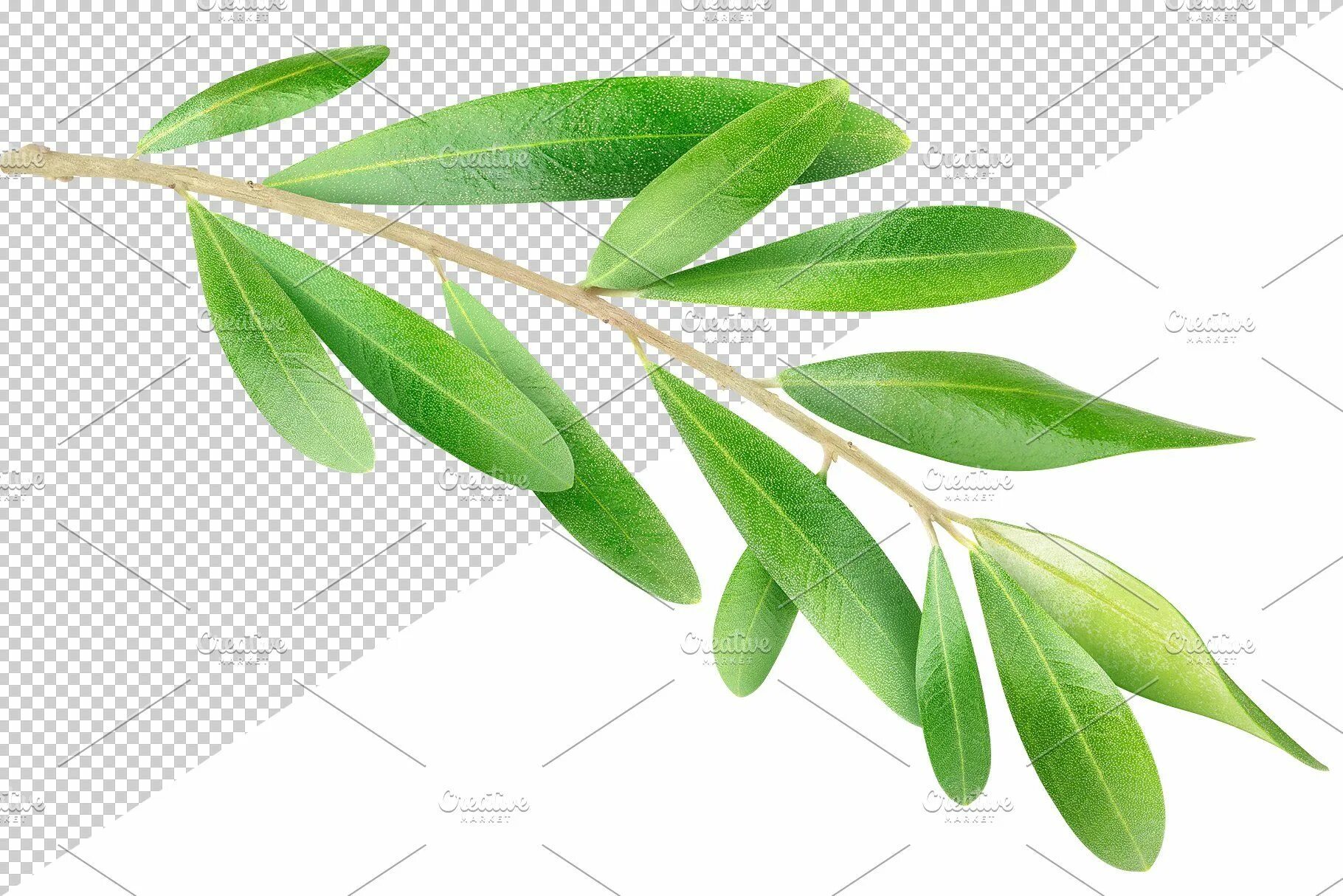 A branch is
