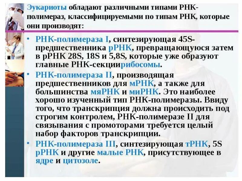 Промотор рнк полимеразы 3. Типы РНК полимеразы. Охарактеризуйте РНК полимеразу. Типы РНК полимераз и их функции. РНК полимераза функции.