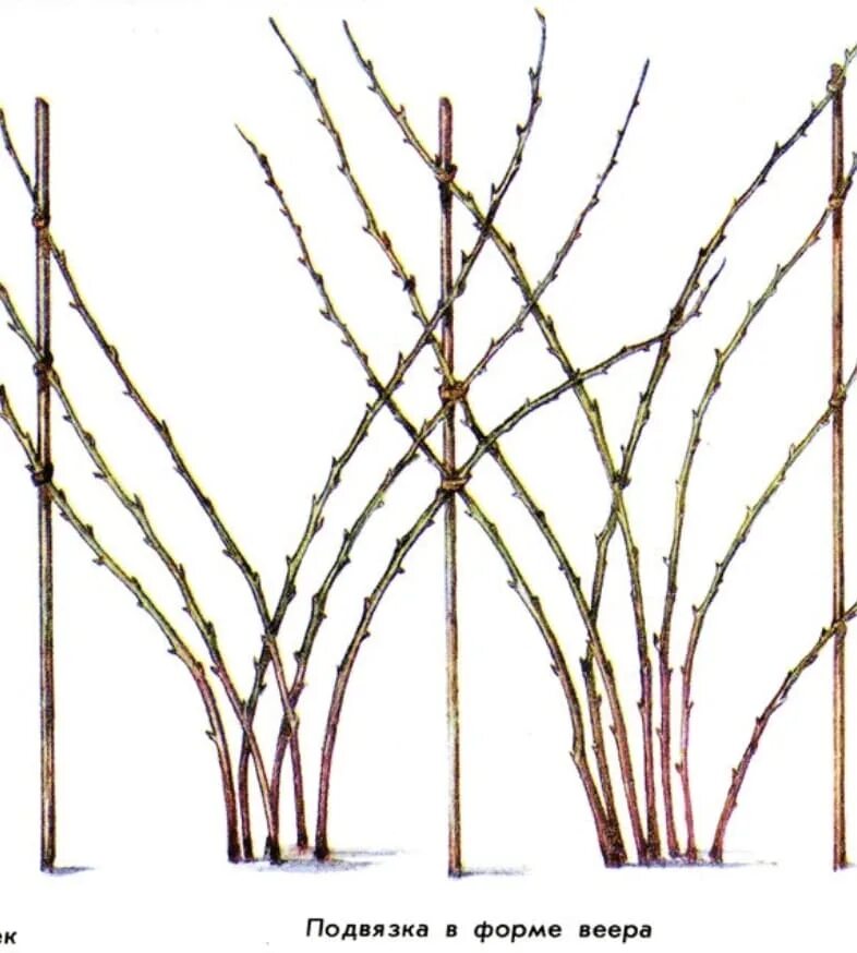 Как подвязать малину правильно легко быстро. Веерная подвязка малины. Ирга формировка куста. Пучковая подвязка малины. Правильно подвязать малину весной.