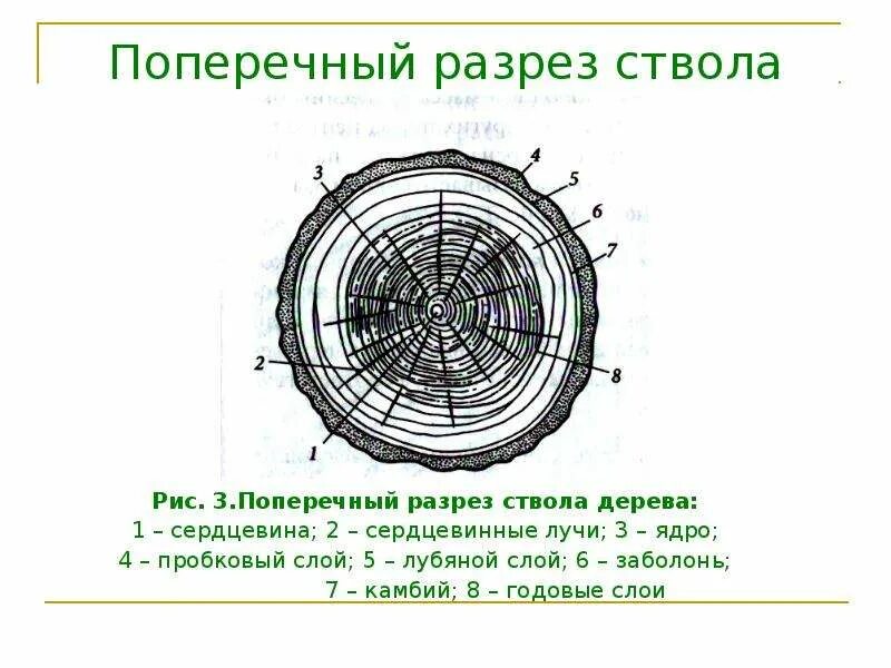 Поперечный и продольный срез. Поперечный срез ствола дерева. Поперечный разрез ствола Хвойной древесины. Поперечный срез ствола дерева строение. Строение поперечного среза древесного ствола.