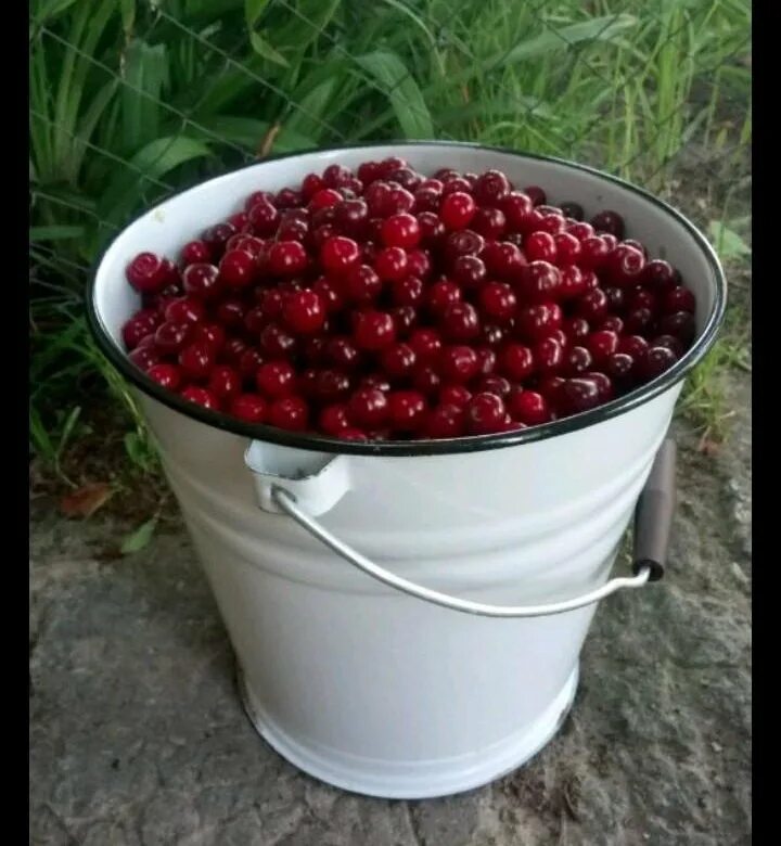 Закупаем вишню. Закупаем вишню. Абхазская вишня. Закупаем вишню. Вишня шубинка.