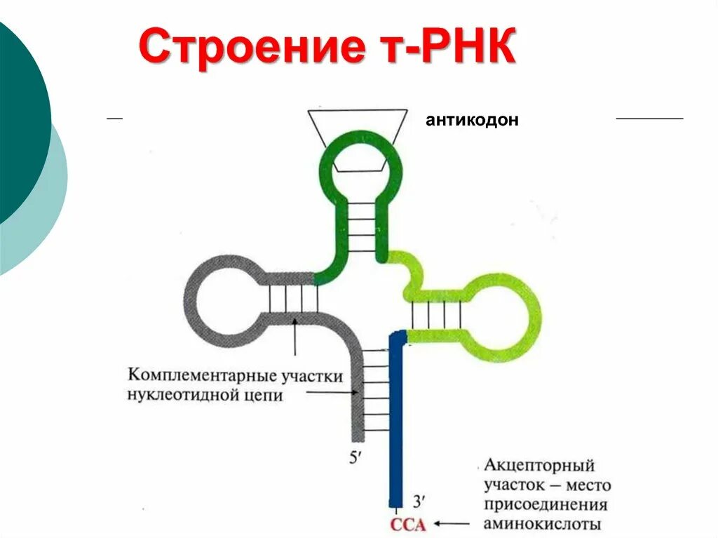 Т РНК строение антикодон. Структура транспортной РНК. Вторичная структура РНК схема. Функциональная структура ТРНК.