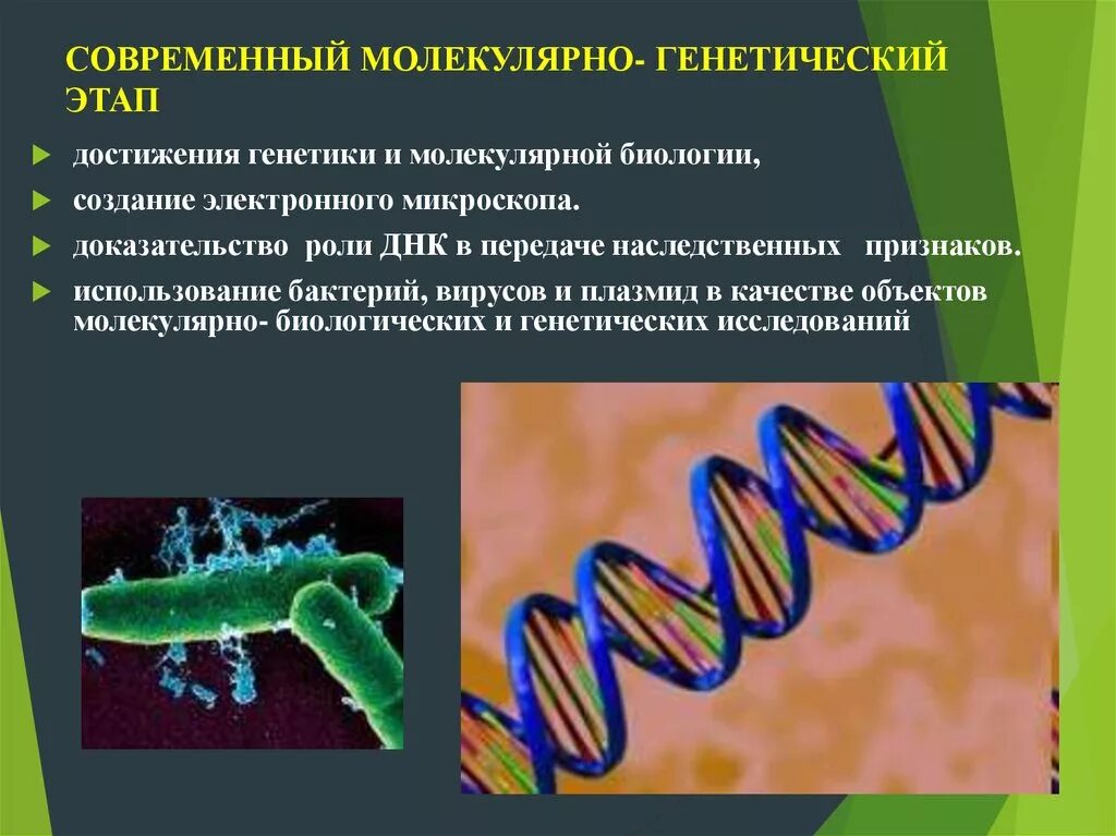 Достижения молекулярной биологии. Молекулярно-генетическое исследование. Достижения молекулярной генетики. Современный молекулярно-генетический этап. Наследственная информация у бактерий