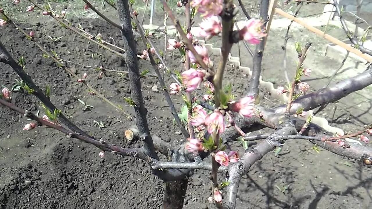 Прунус персик. Персик / Prunus persica зимой. Почки цветочные на нектарине. Цветочные почки у персика. Персик после зимы