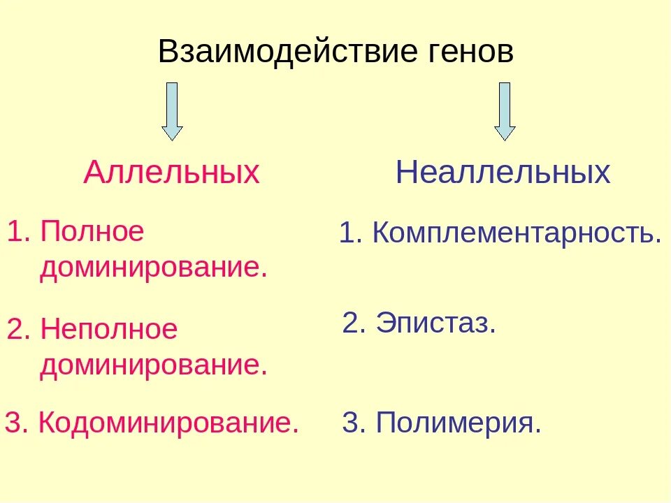 Неаллельное взаимодействие генов. Комплементарность Тип взаимодействия генов. Эпистаз и Полимерия. Взаимодействие аллельных и неаллельных генов эпистаз. Аллейные гены