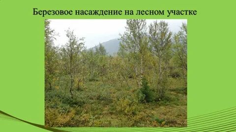 Лесным участком является