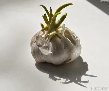 По чесноку отзывы