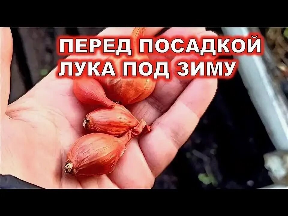 Чем обработать лук перед посадкой в зиму. Лук стрелкуется.