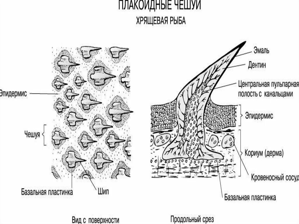Чешуя рыбы плакоиная гоноиднвя костная. Плакоидная чешуя хрящевых рыб. Плакоидная чешуя хрящевых рыб. Плакоидная чешуя хрящевых рыб. Строение плакоидной чешуи.