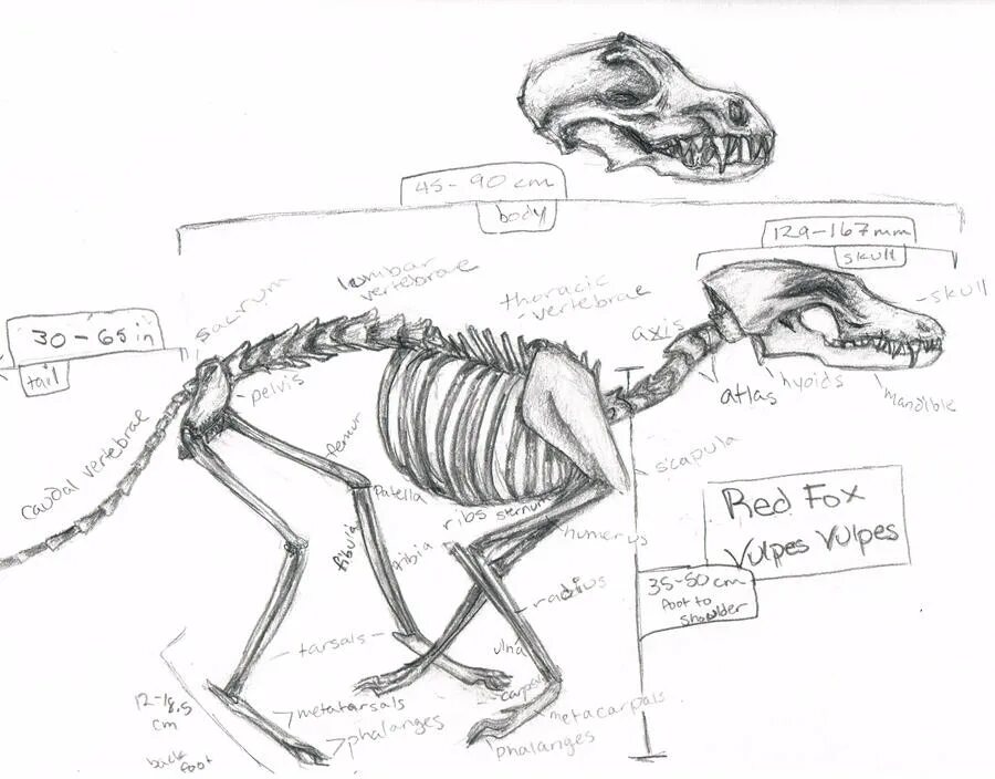 Скелет лисы. Скелет лисы. Анатомия фенька. Скелет волка. Скелет лисы.